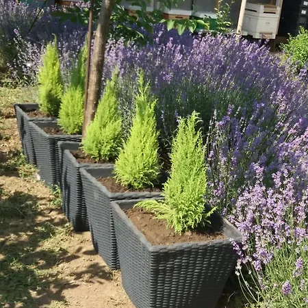 Mara * אפורי נורד