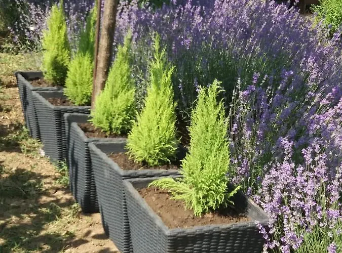 Mara * אפורי נורד